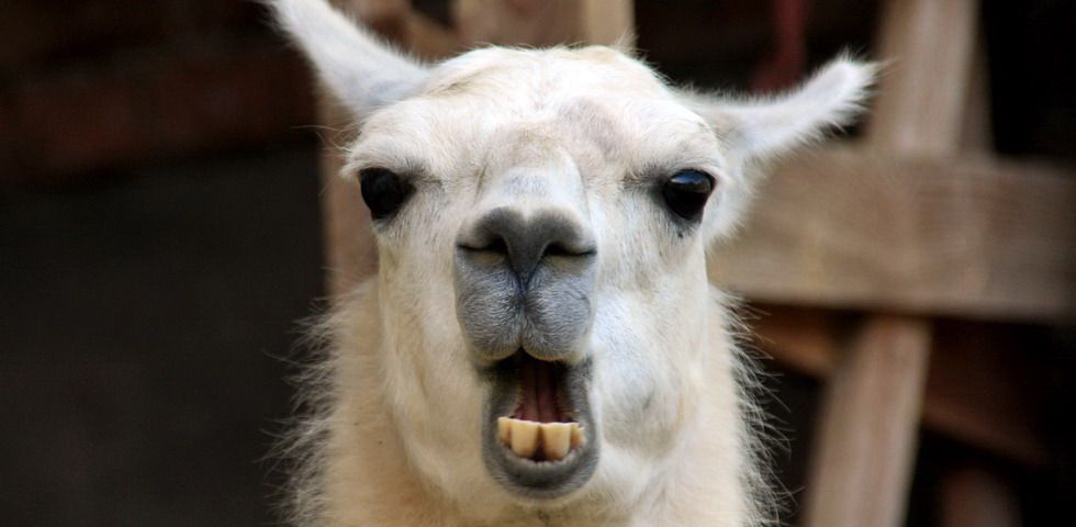 Lama am Weiberhof